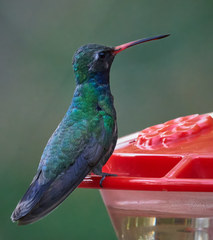 Cynanthus latirostris