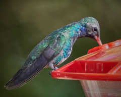 Cynanthus latirostris