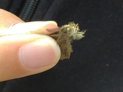 Lepidoptera