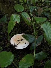 Russula bicolor