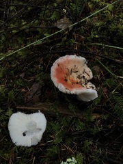 Russula bicolor