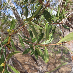 Alyxia spicata