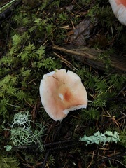 Russula bicolor