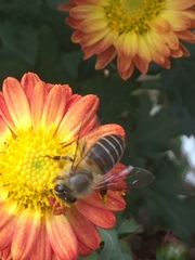 Apis cerana japonica