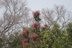 Triplaris americana