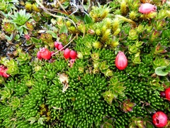 Disterigma empetrifolium