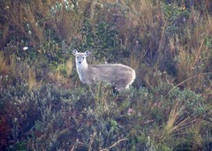 Odocoileus virginianus ustus