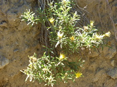 Ericameria suffruticosa