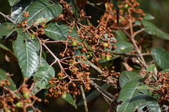 Vismia guianensis