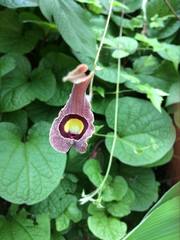 Aristolochia foetida