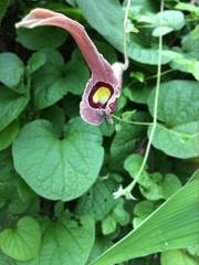 Aristolochia foetida