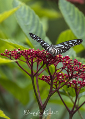 Ideopsis vulgaris macrina