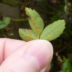 Phragmidium tuberculatum