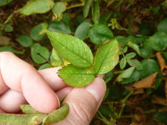 Phragmidium tuberculatum