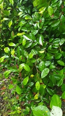 Ficus heteropleura