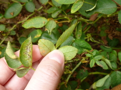 Phragmidium tuberculatum