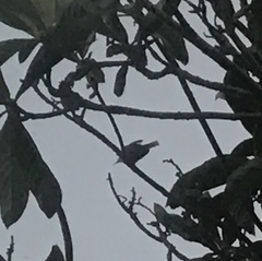 Thryomanes bewickii