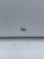 Menemerus bivittatus