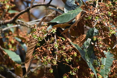 Vismia guianensis
