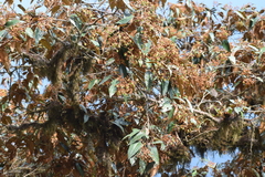 Vismia guianensis