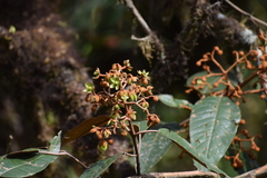 Vismia guianensis