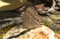 Mycalesis intermedia