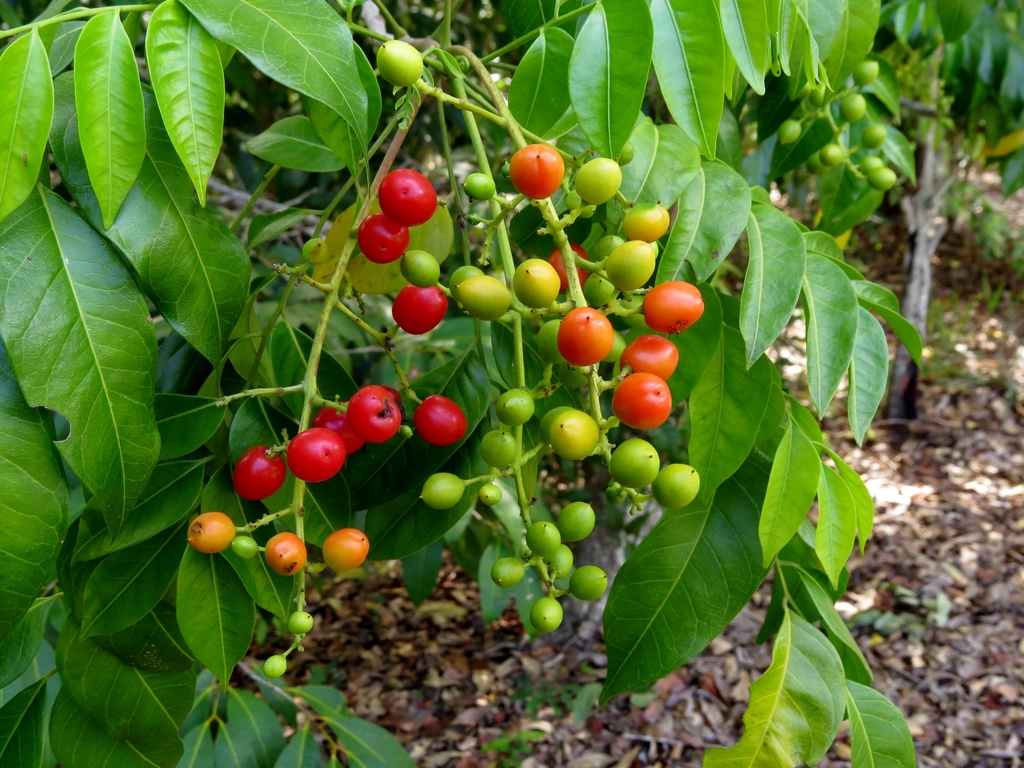 Daintree Hickory