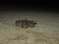 Crotalus enyo
