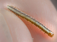 Macrobathra desmotoma