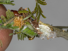 Macrobathra desmotoma