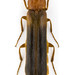 Sapwood Timberworm Beetle - Photo (c) Pierrick Bloin, some rights reserved (CC BY-NC), uploaded by Pierrick Bloin
