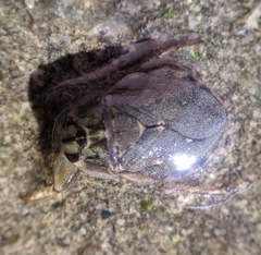 Ambrysus