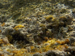 Coryphoblennius galerita