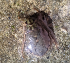 Ambrysus
