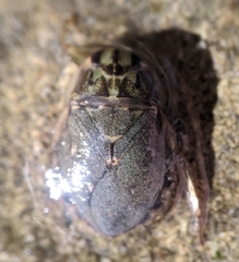 Ambrysus