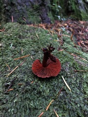 Cortinarius neosanguineus