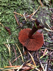 Cortinarius neosanguineus