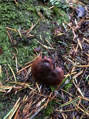 Cortinarius neosanguineus