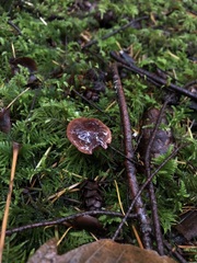 Cortinarius neosanguineus