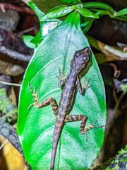 Anolis oxylophus