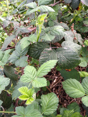 Rubus armeniacus