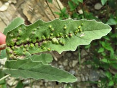 Ditylenchus phyllobius