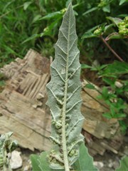 Ditylenchus phyllobius