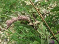 Ditylenchus phyllobius