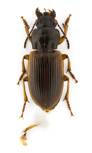 Anisodactylus sanctaecrucis (Fabricius, 1798)