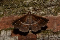 Erebidae
