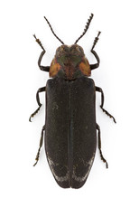 Eupristocerus cogitans