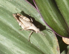Eujivarus meridionalis