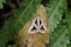 Trigonodes disjuncta