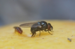 Neosilba